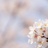 桜咲く