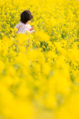 菜の花狩り