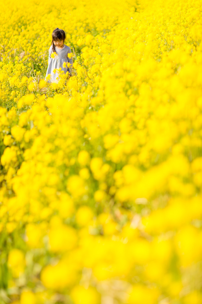 お花畑