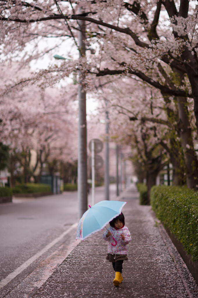 雨のお花見