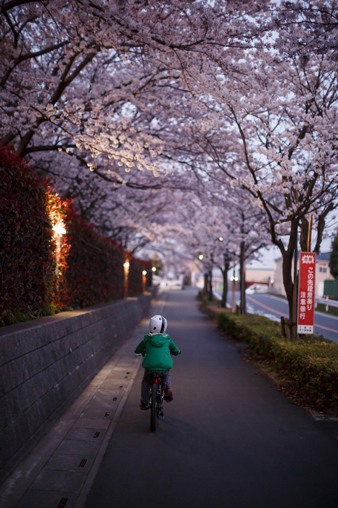 桜の回廊を進む