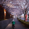 桜の回廊を進む