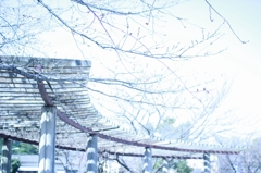 藤棚