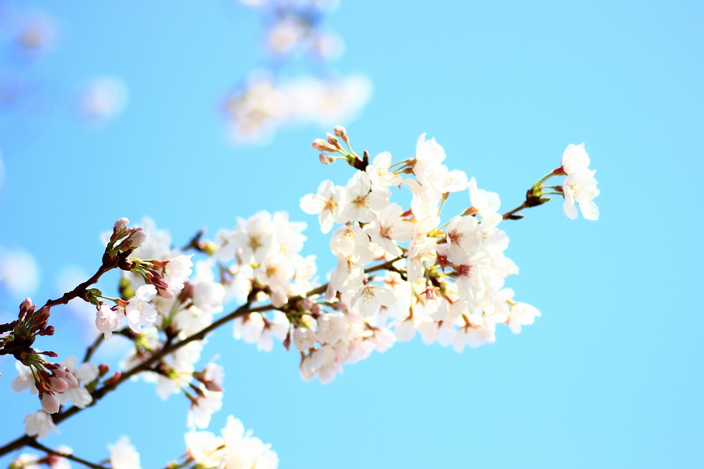 桜
