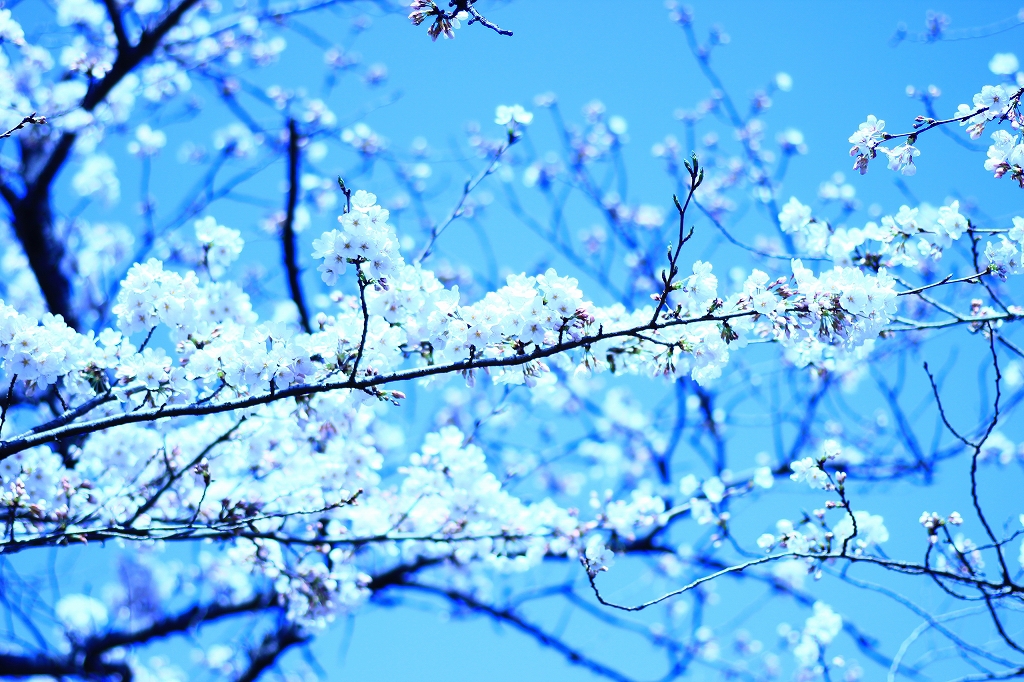 桜