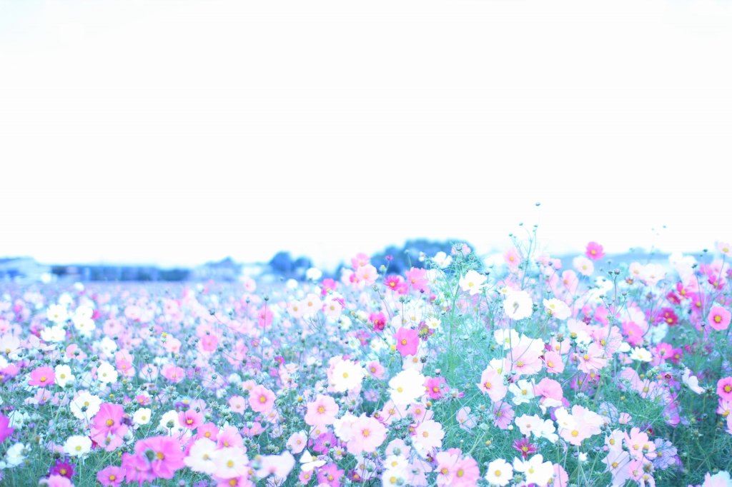 コスモス畑