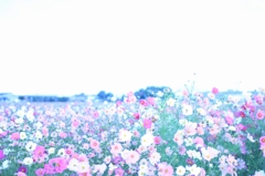 コスモス畑