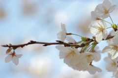 桜