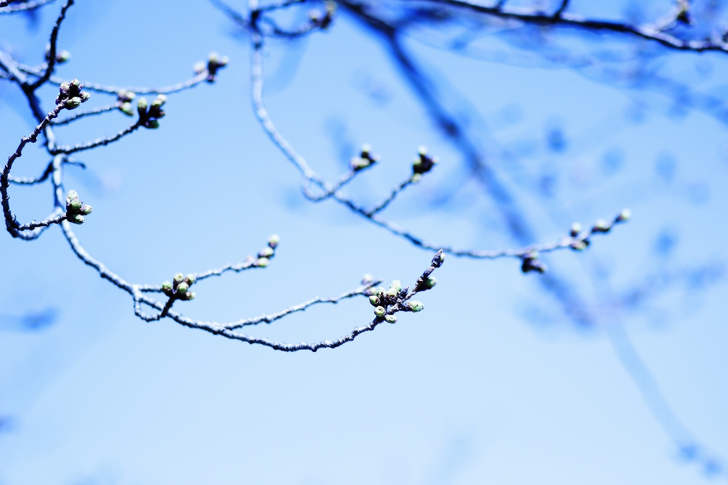 桜の蕾
