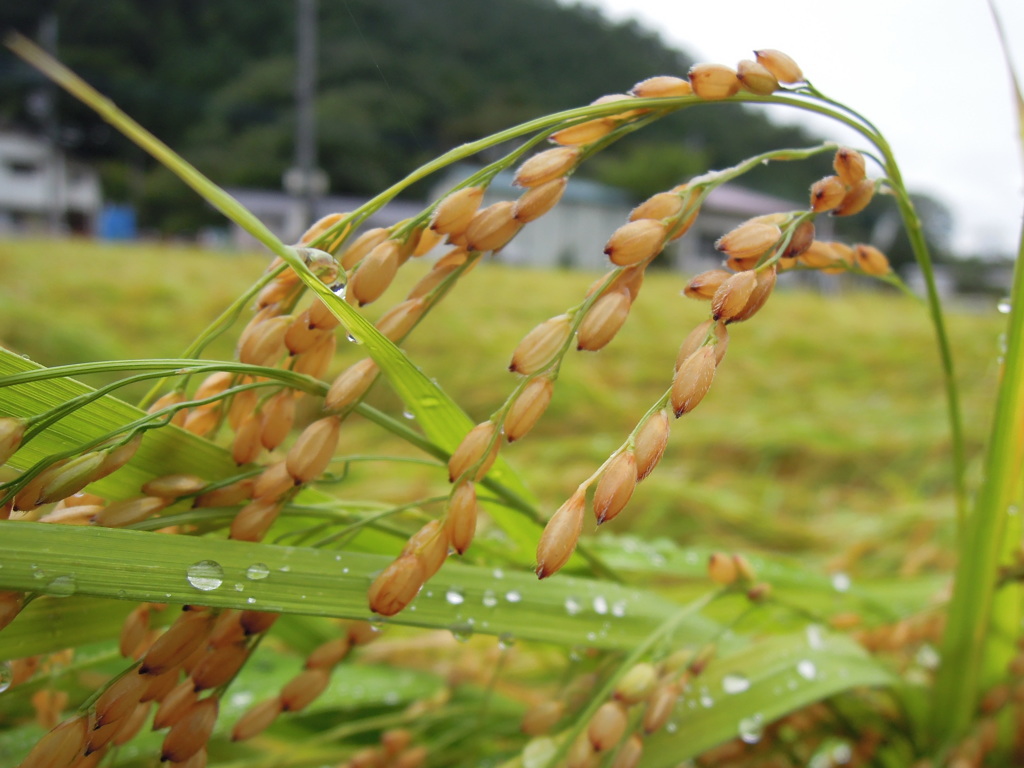 秋の恵み