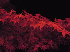 河口湖　紅葉祭