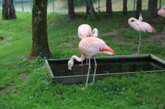 水飲み鳥。