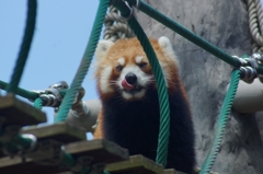 ぺろり。
