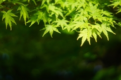 深緑