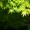 深緑