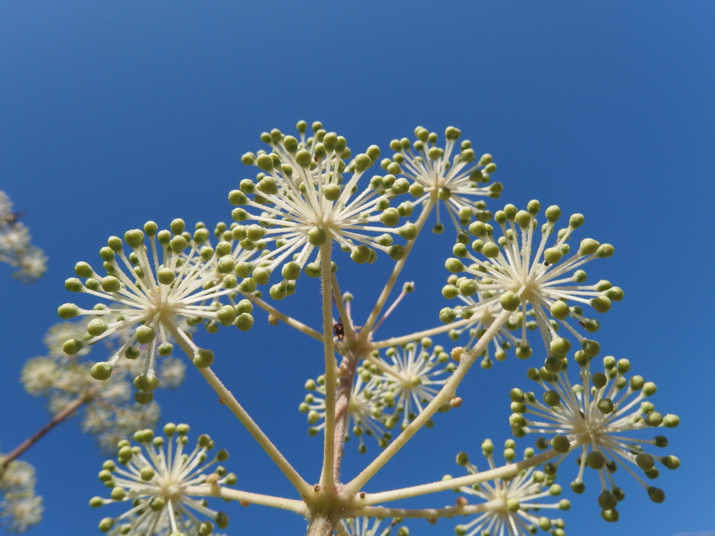 秋空の花