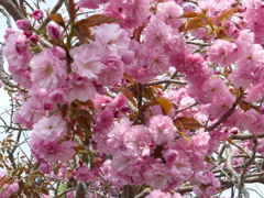 北海道の八重桜