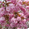北海道の八重桜