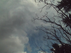 今日の雲と木
