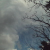 今日の雲と木