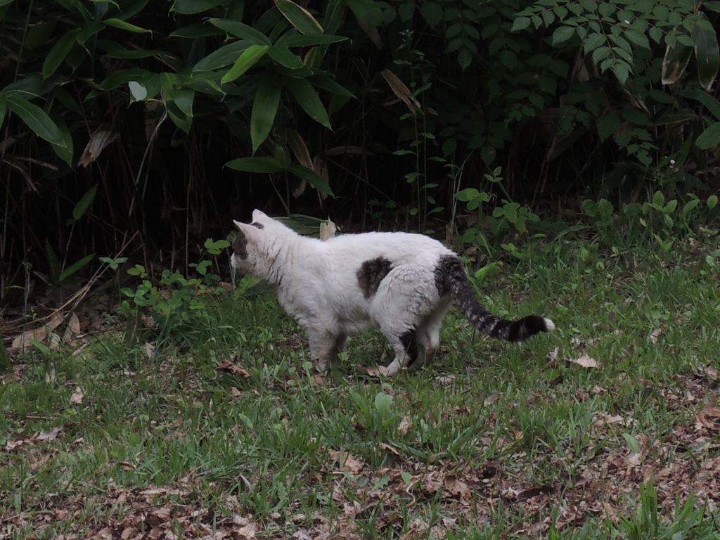 獲物がいるでー　猫 