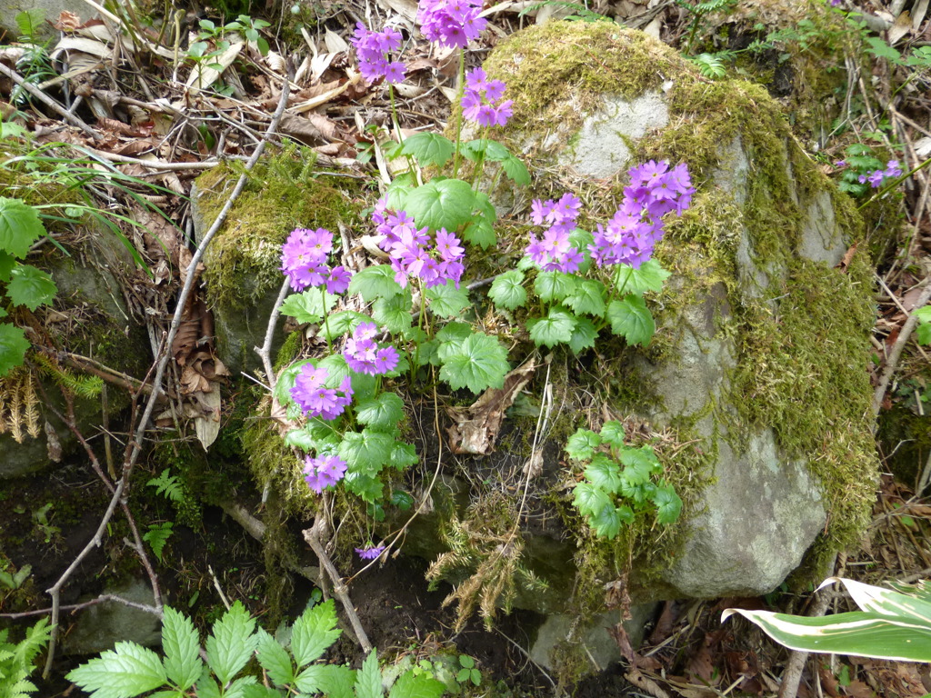 今日の花2