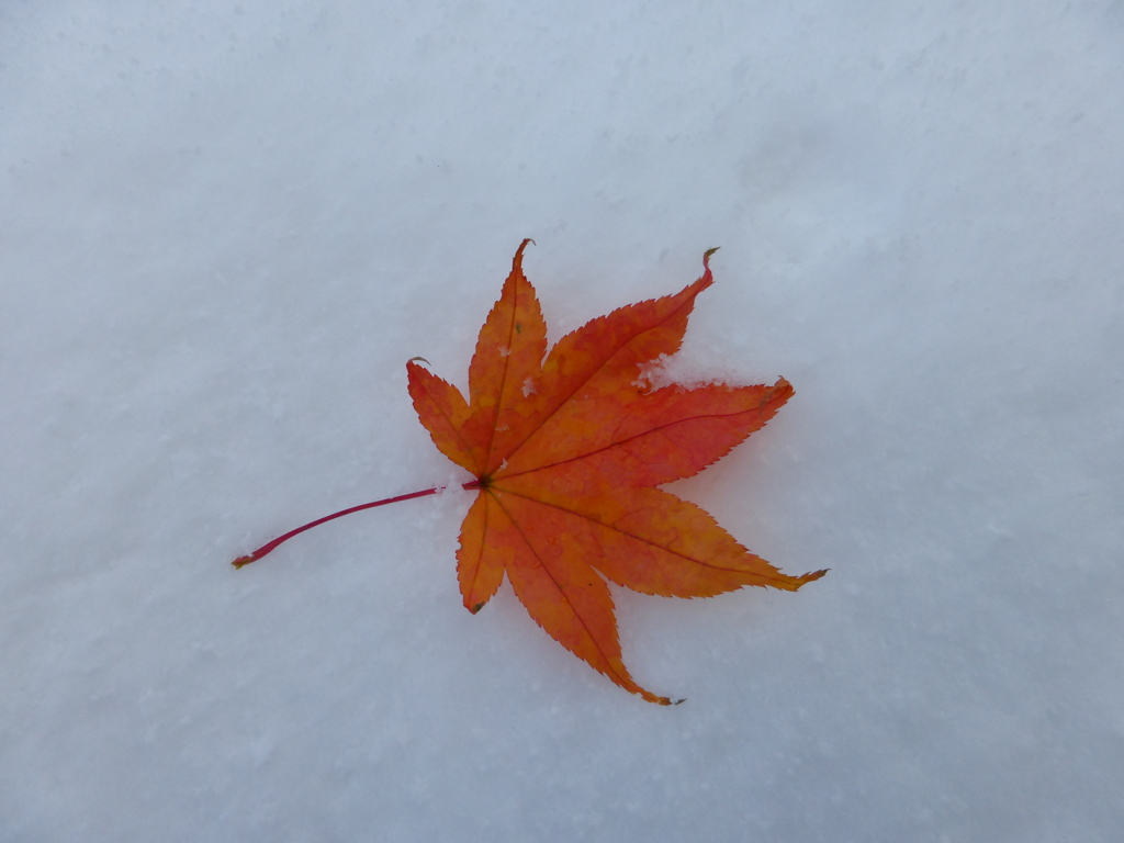 雪とモミジ