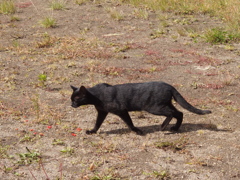 ボク黒狐ではありませんヨ。