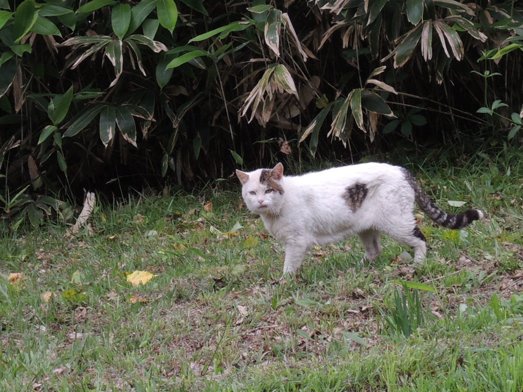 最強の野良猫　　