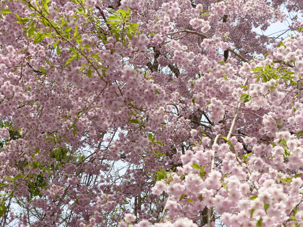 今日の桜1