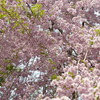 今日の桜1