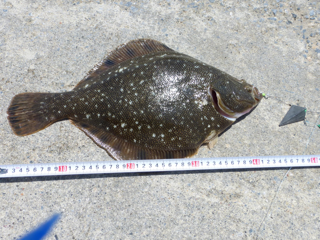 マツカワ (魚　カレイ)