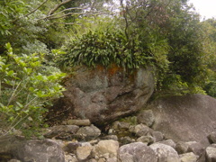 屋久島のそこら辺にある岩