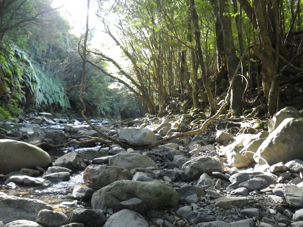 屋久島のそこら辺にある川岩