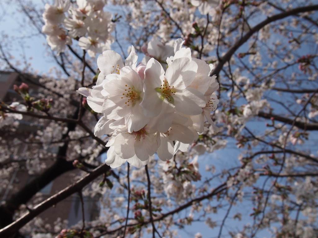 世田谷の桜
