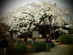 豪徳寺の桜