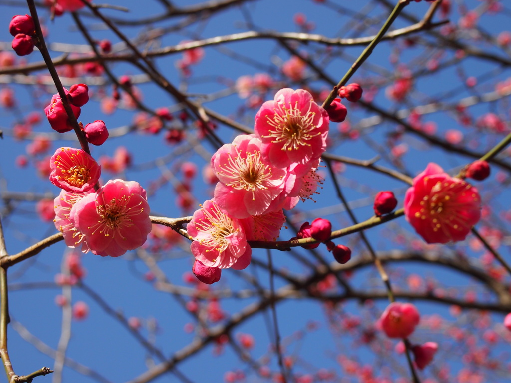 ２月の紅梅