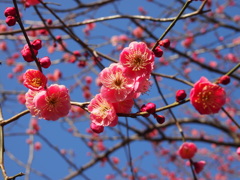 ２月の紅梅
