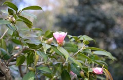 新春