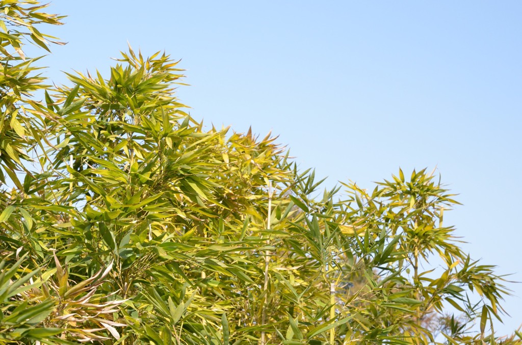 草青く