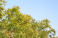 草青く