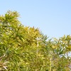 草青く