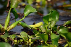 水草