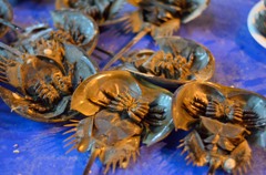 カブトガニ