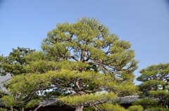 空に映える