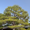 空に映える