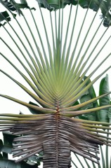 お化け植物