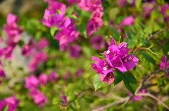 スーチーさんのお家の花