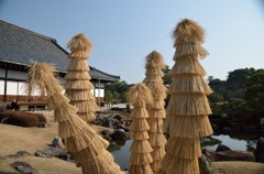 養生