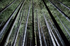素直・青蓮院門跡５